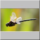 Aeshna juncea - Torf-Mosaikjungfer m01a - im Gegenlicht - Hoerne-Tuempel.jpg